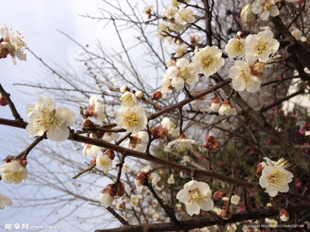 梅花