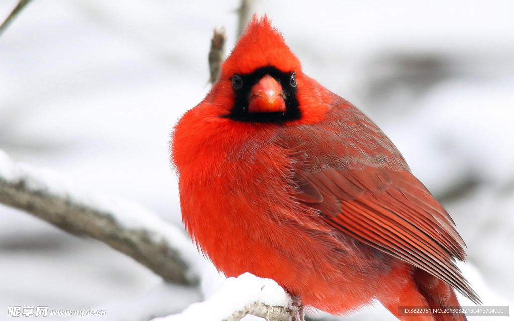 红衣主教鸟