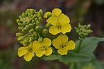 一朵油菜花