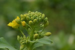 油菜花