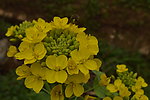 一朵油菜花