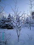 雪景