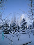 雪景