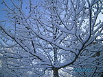 树上的雪