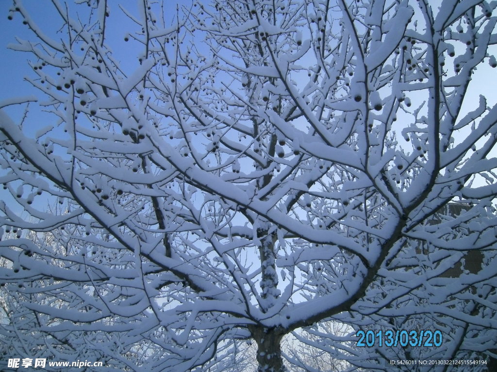 树上的雪