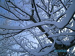 树上的雪