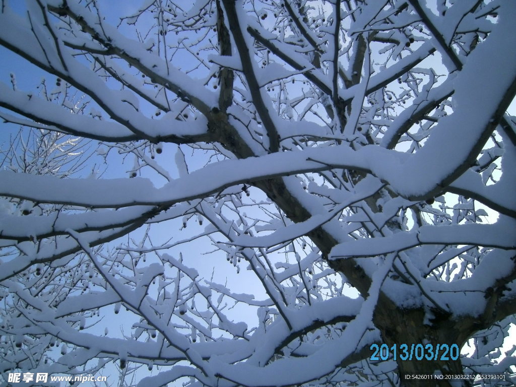 树上的雪
