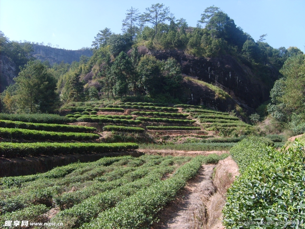 大红袍茶园