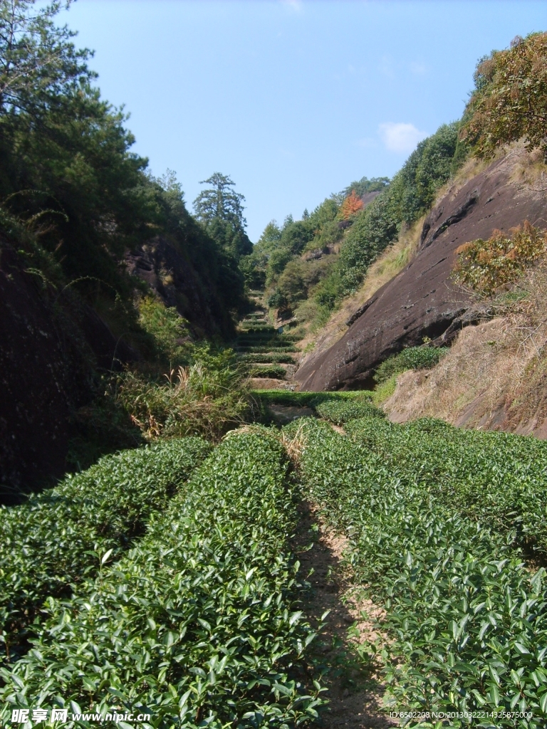 大红袍茶园