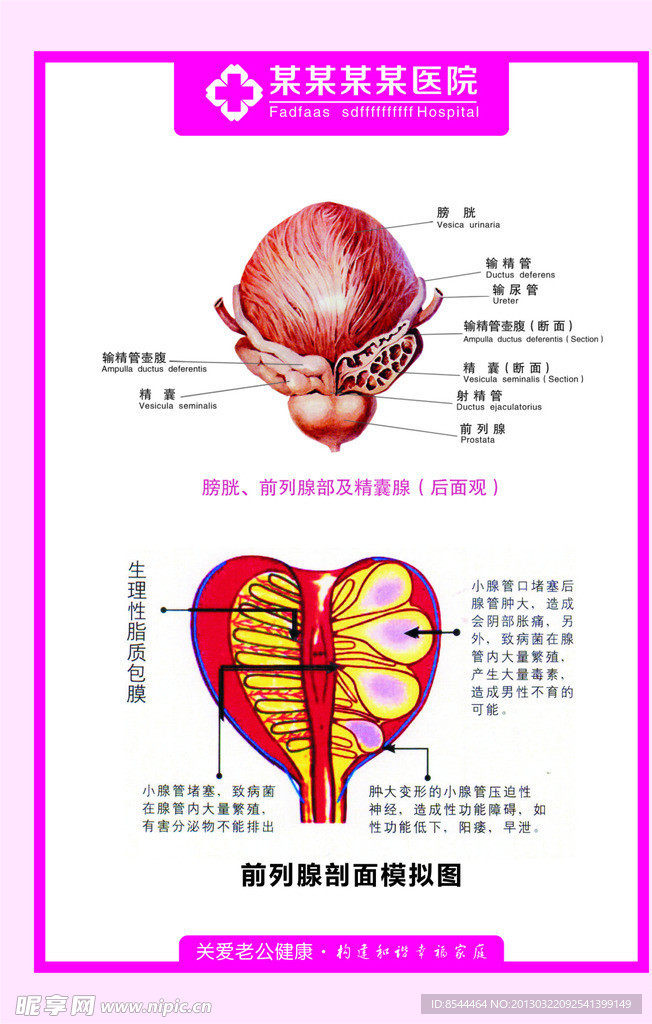 男科挂图