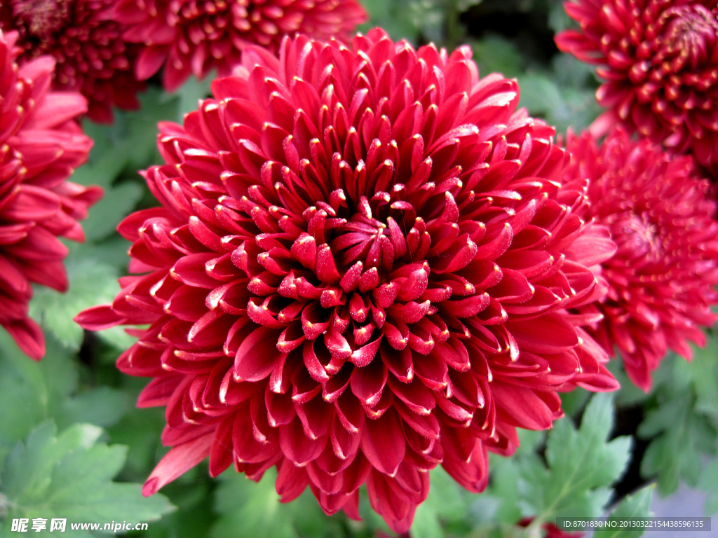菊花