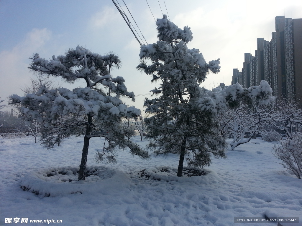 雪松