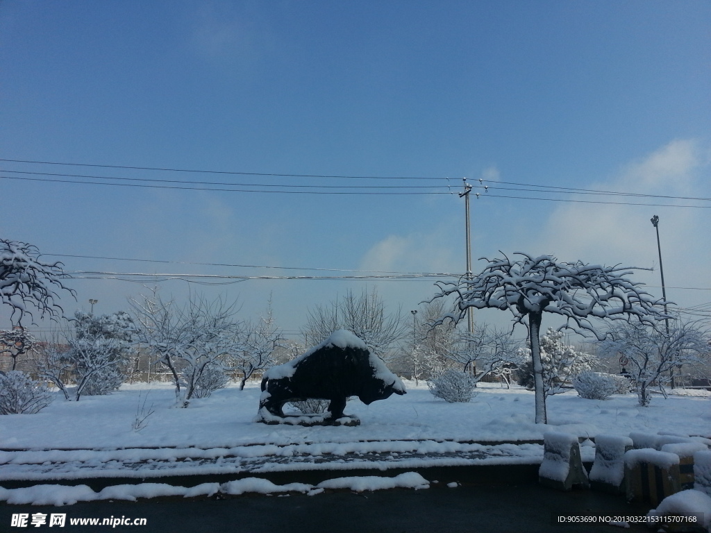 雪地里的牛