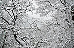 雪景