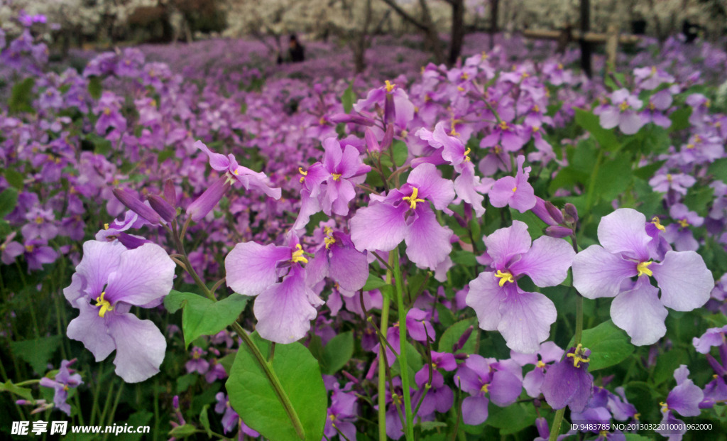 鲜花