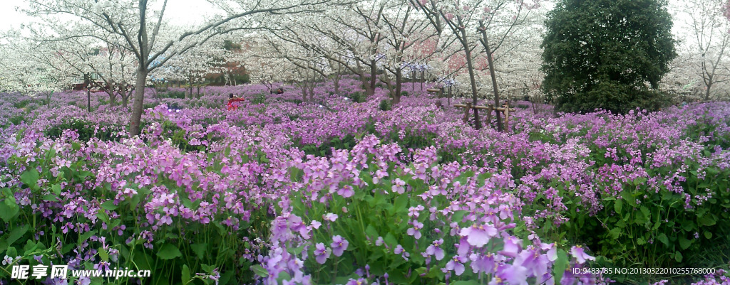 鲜花