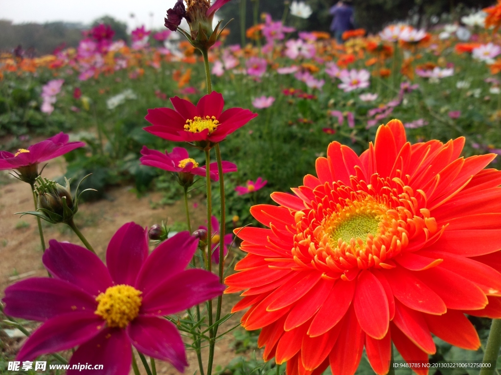 鲜花 菊花