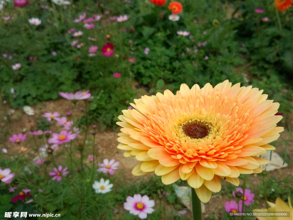 鲜花 菊花