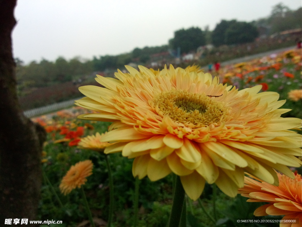 鲜花 菊花