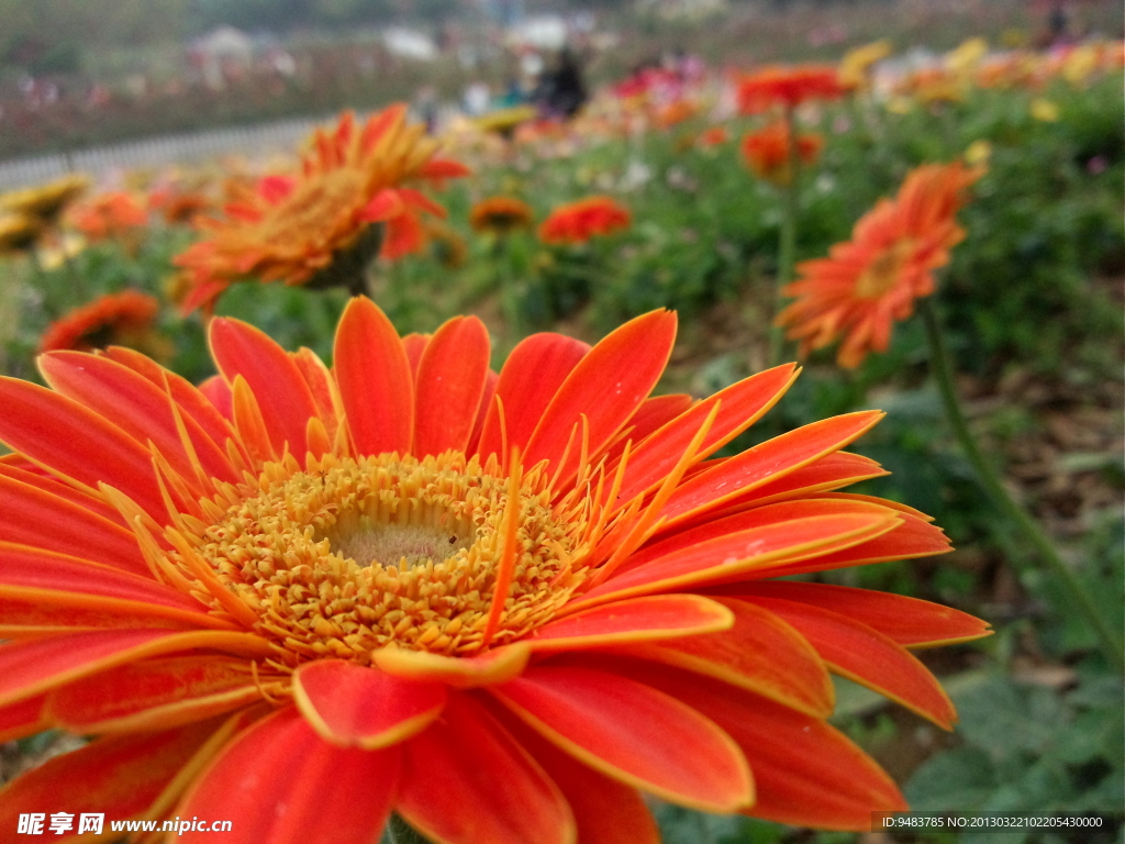 鲜花 菊花