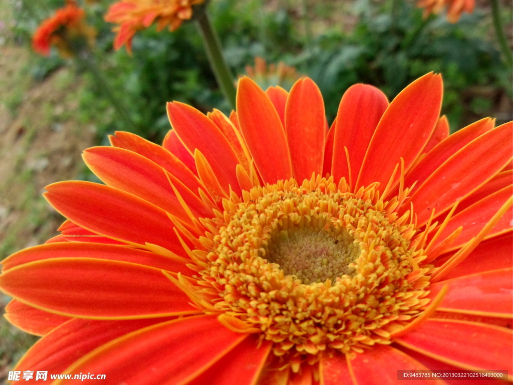 鲜花 菊花