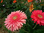 鲜花 菊花