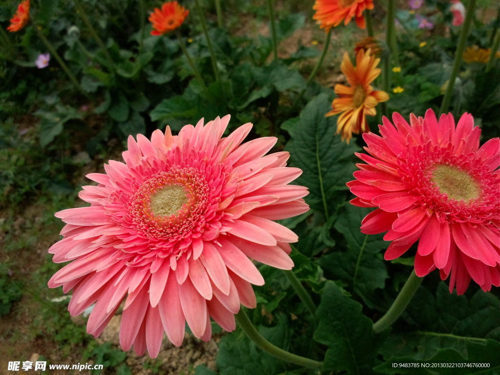 鲜花 菊花