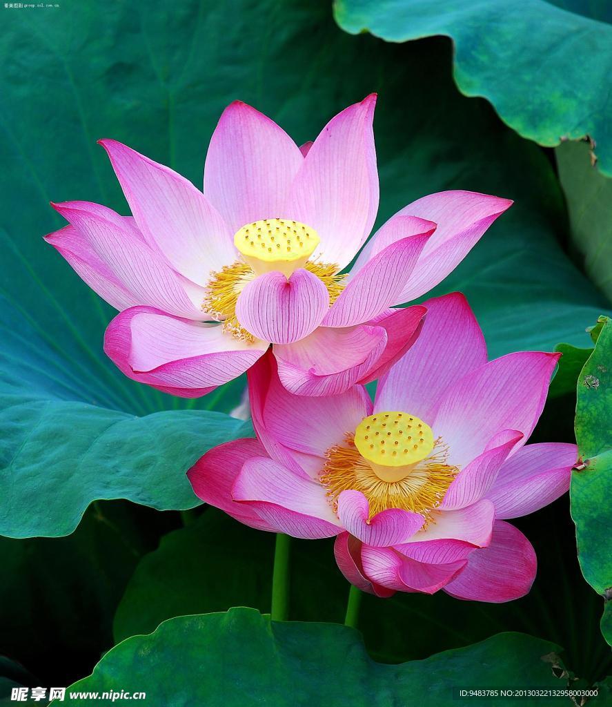 荷花