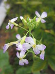 紫色花