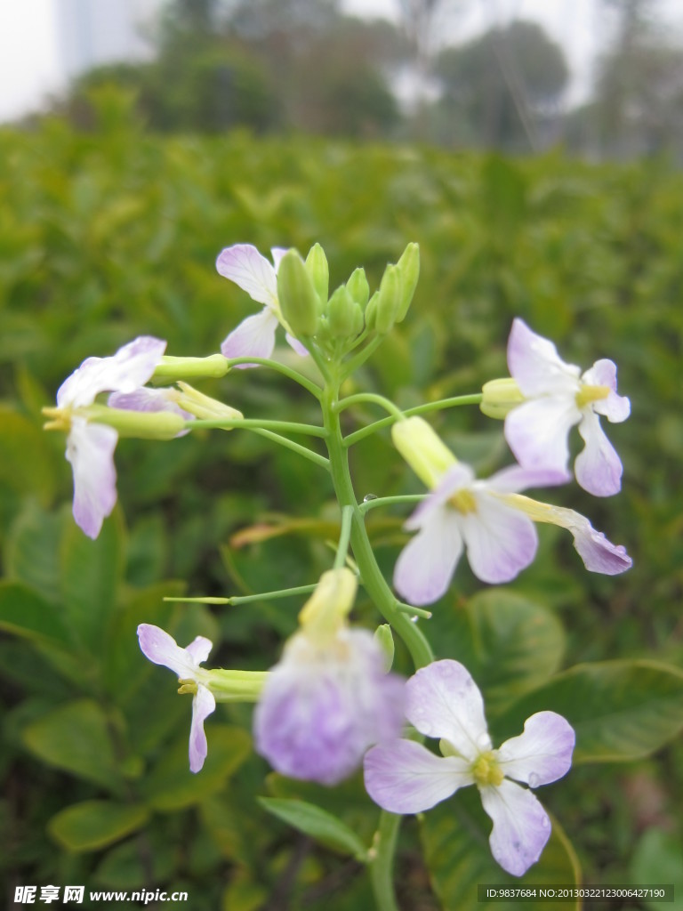 紫色花