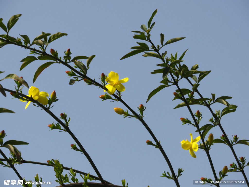 迎春花