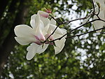 玉兰花