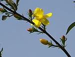 迎春花