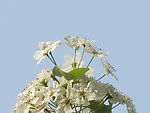 春花