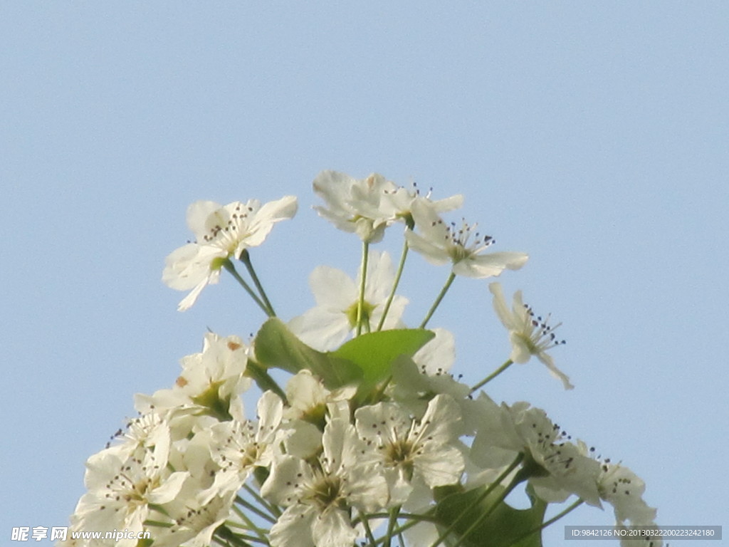 春花