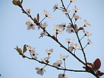 紫叶李