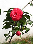 山茶花