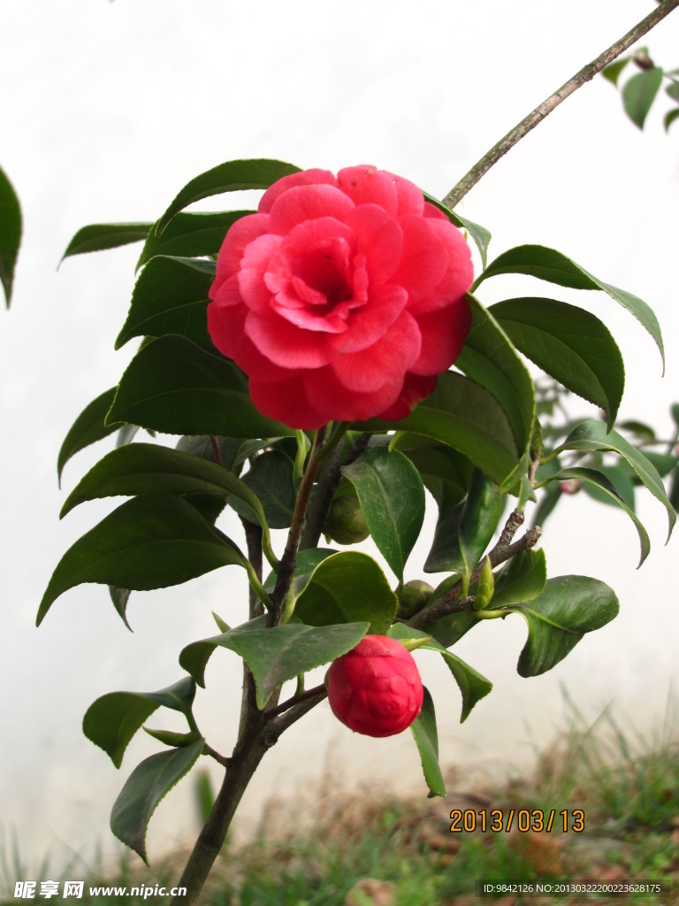 山茶花