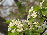 春花