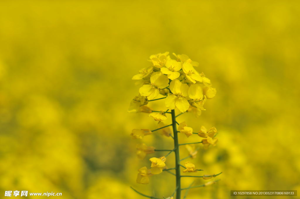 油菜花