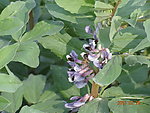 豌豆花 蜜蜂