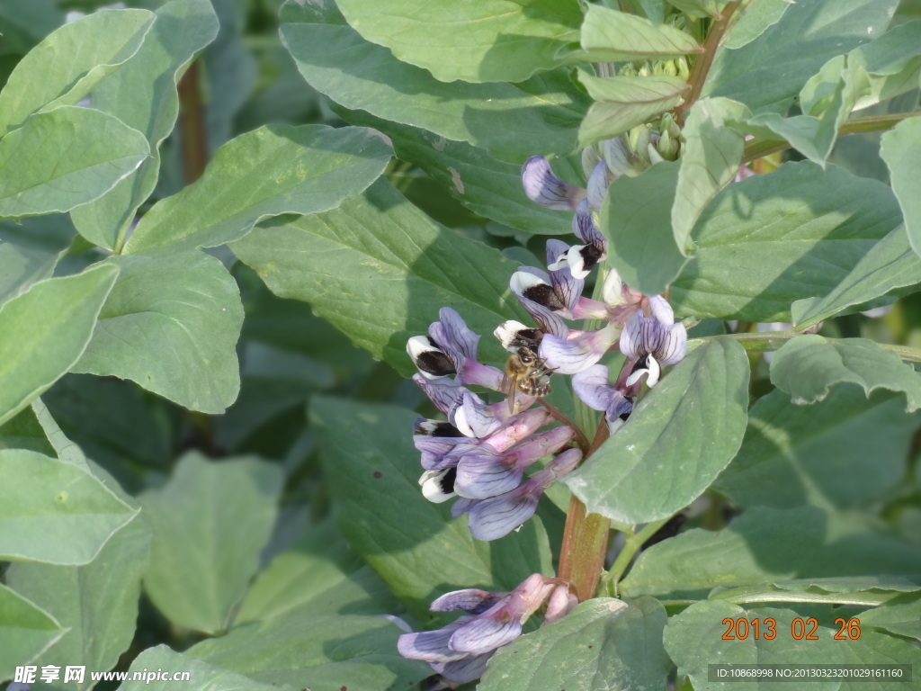 豌豆花 蜜蜂