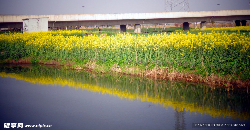 油菜花