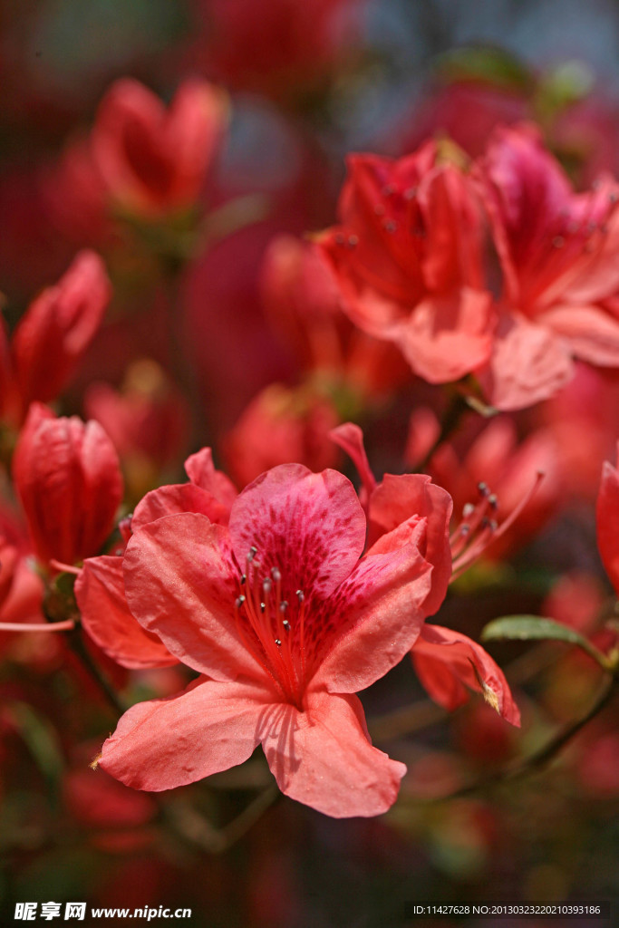 鲜花 满山红