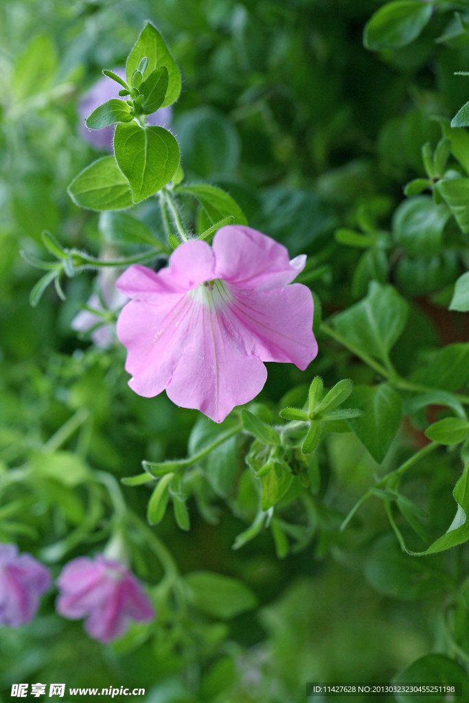 鲜花 野花