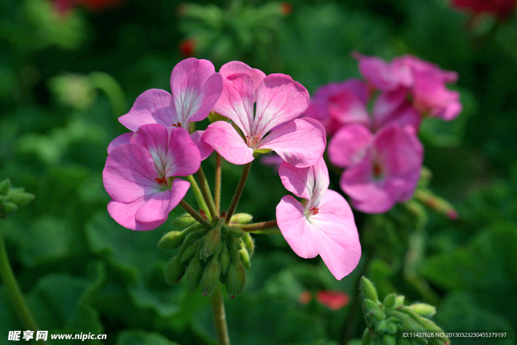 鲜花 野花