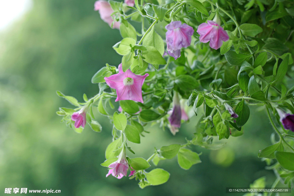 鲜花 野花