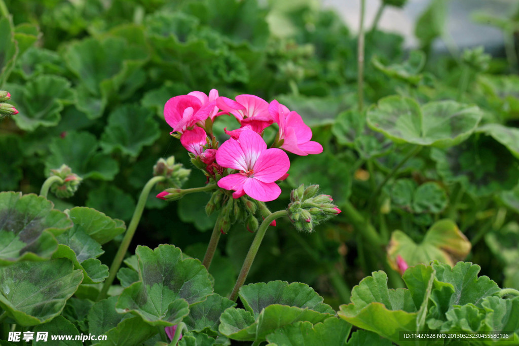 鲜花 野花