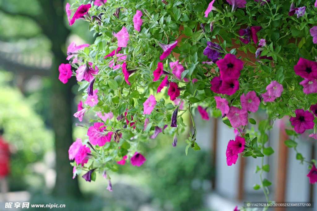 鲜花 野花