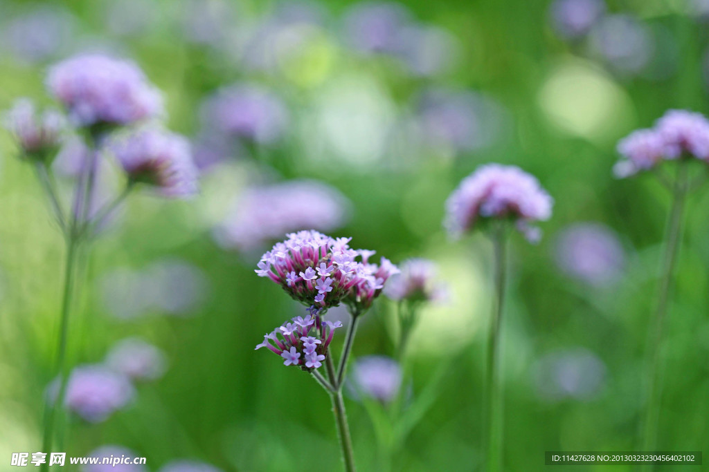 鲜花 野花